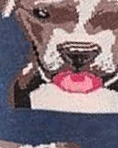 طوسی-طرح-سگ